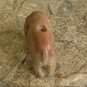 Antique Red Chinese Soapstone Mini Hand Carved Elephant Pendant Bead .71" 2grams
