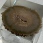 Stalactite Slice Polished Crystal Display Specimen Las Torres Mine Uruguay 1.4&acirc;��