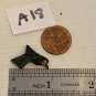 Zuni Carved Bird Fetish Bead Drilled Stone Native American Animal Carving VTG .9