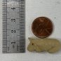 Beige Bear Bone Bead Fetish Animal Carving Drilled Hand Carved Mammal 1.1" x .5"