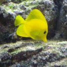 Yellow Tang