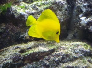 Yellow Tang