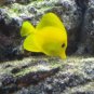 Yellow Tang