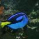 Blue Tang