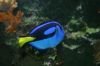 Blue Tang