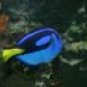 Blue Tang