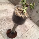 Succulent Planter/ Cocktail & Wine Glass set of 6