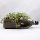 2 Litre JOHNNIE WALKER BLACK Label Succulent Planter - Herb Garden tray - Large Snack Bowl