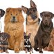 Dog Treats