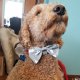 Bow Ties