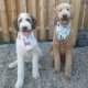 Bandanas