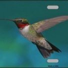 HUMMING BIRD NOVELTY METAL LICENSE PLATE