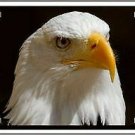 Eagle Novelty Metal License Plate Tag