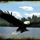 Eagle Over Water Novelty Metal License Plate Tag