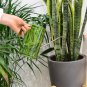 Plastic Watering Kettle Can Pot Stainless Steel Long Mouth Garden Flowers Plants Tools Kit