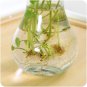 Mrosaa 14.5*7.3*5.5cm Transparent Glass Vase Flower Plant Vases Home Garden Office Decorations