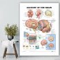 Human Anatomy of the Brain Poster Anatomical Chart Human Body Medical Education