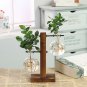 Tabletop Desk Decor Bulb Glass Hydroponic Vase Flower Plant Pot Wooden Tray Hydroponic System