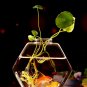 17cm Clear Glass Table Vase Hexagonal Plant Flower Pot Water Hydroponics Desktop Planter Decor