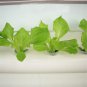 36 Holes 4 Layers Horizontal Hydroponic Grow Kit Garden Plant Vegetable Planting DWC Deep Water Cult