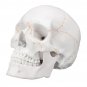 Life Size Human Anatomical Anatomy Head Skeleton Skull Teaching Medical Model Precise