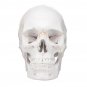 Life Size Human Anatomical Anatomy Head Skeleton Skull Teaching Medical Model Precise