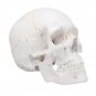 Life Size Human Anatomical Anatomy Head Skeleton Skull Teaching Medical Model Precise