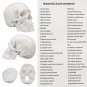Life Size Human Anatomical Anatomy Head Skeleton Skull Teaching Medical Model Precise