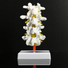 4 Part Chiropractic Human Anatomical Lumbar Vertebrae Spine Anatomy Medical Model