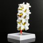 4 Part Chiropractic Human Anatomical Lumbar Vertebrae Spine Anatomy Medical Model
