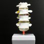 4 Part Chiropractic Human Anatomical Lumbar Vertebrae Spine Anatomy Medical Model