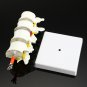 4 Part Chiropractic Human Anatomical Lumbar Vertebrae Spine Anatomy Medical Model