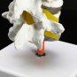 4 Part Chiropractic Human Anatomical Lumbar Vertebrae Spine Anatomy Medical Model
