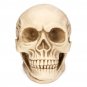 1:1 Lifesize Resin Replica Human Skull Medical Model Educational Teaching Head Anatomy