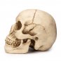 1:1 Lifesize Resin Replica Human Skull Medical Model Educational Teaching Head Anatomy
