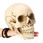 1:1 Lifesize Resin Replica Human Skull Medical Model Educational Teaching Head Anatomy