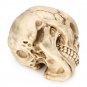 1:1 Lifesize Resin Replica Human Skull Medical Model Educational Teaching Head Anatomy