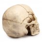 1:1 Lifesize Resin Replica Human Skull Medical Model Educational Teaching Head Anatomy