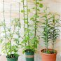 45cm Climbing Vine Rack Plastic Coated Iron Plant Support Frame Garden Balcony Plant Flower Trellis