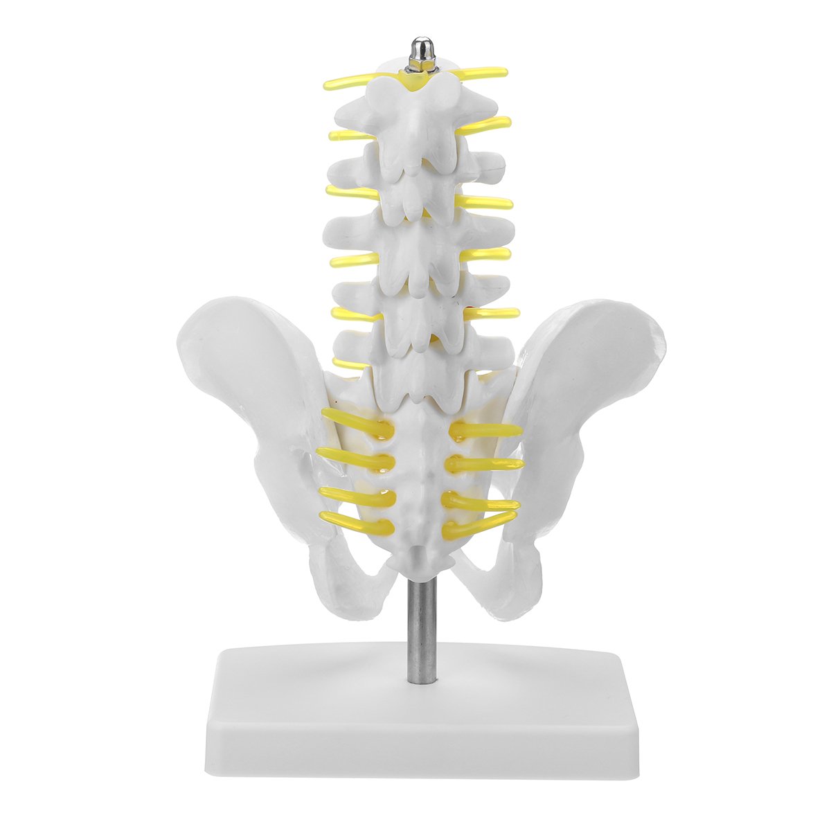 Small Pelvis with Lumbar Spine Five Section For Teaching Model