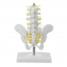 Small Pelvis with Lumbar Spine Five Section For Teaching Model