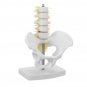 Small Pelvis with Lumbar Spine Five Section For Teaching Model