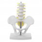Small Pelvis with Lumbar Spine Five Section For Teaching Model