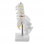 Small Pelvis with Lumbar Spine Five Section For Teaching Model