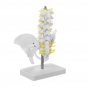 Small Pelvis with Lumbar Spine Five Section For Teaching Model
