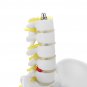Small Pelvis with Lumbar Spine Five Section For Teaching Model