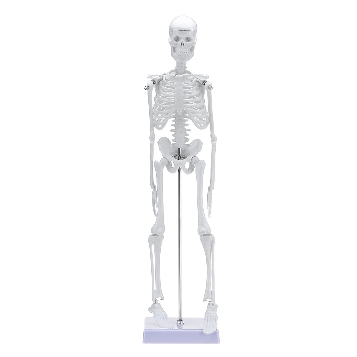 45cm Human Anatomical Anatomy Skeleton Learn Aid Human Skeletal Model