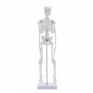 45cm Human Anatomical Anatomy Skeleton Learn Aid Human Skeletal Model