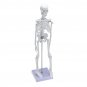 45cm Human Anatomical Anatomy Skeleton Learn Aid Human Skeletal Model