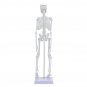 45cm Human Anatomical Anatomy Skeleton Learn Aid Human Skeletal Model